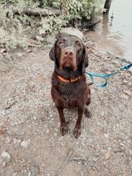 Lost Male Dog last seen Near meek rd, Gastonia, NC 28056