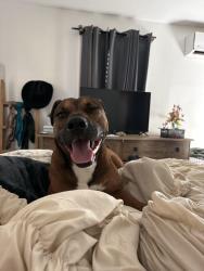 Found/Stray Male Dog last seen prairie and country club, Cleburne, TX 76033