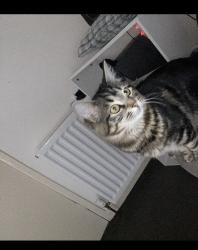 Lost Female Cat last seen Tesco , North Lanarkshire, Scotland ML5