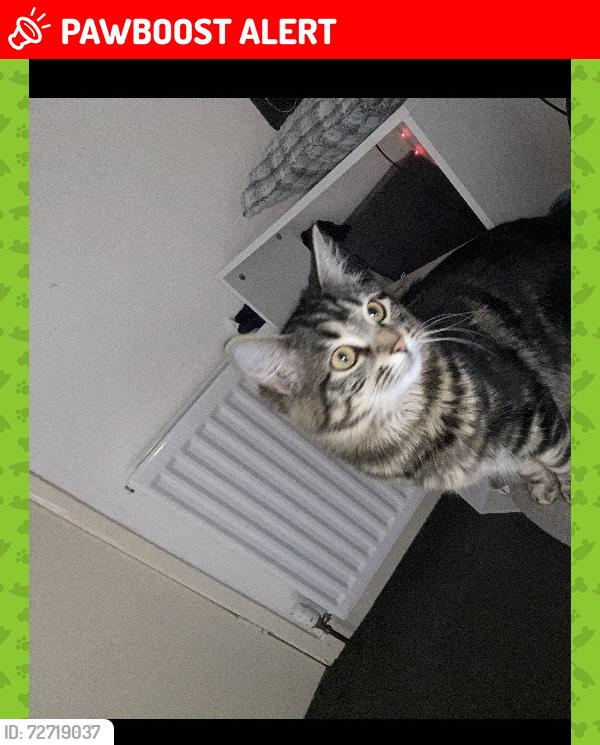 Lost Female Cat last seen Tesco , North Lanarkshire, Scotland ML5