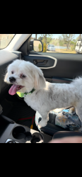 Lost Male Dog last seen Rio Del Sol Subdivision, Boise court street, Brownsville, TX 78526