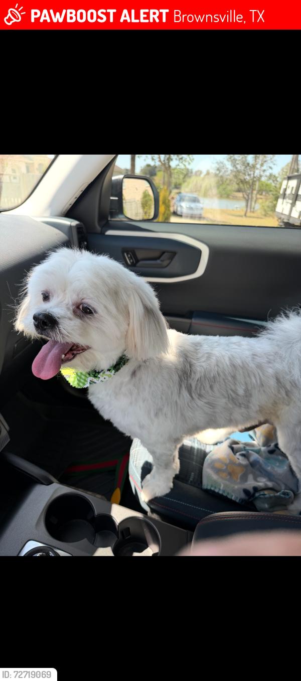 Lost Male Dog last seen Rio Del Sol Subdivision, Boise court street, Brownsville, TX 78526