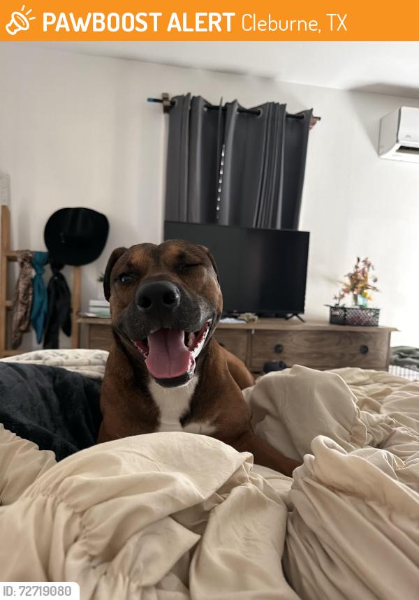 Found/Stray Male Dog last seen Prairie and Country Club, Cleburne, TX 76033
