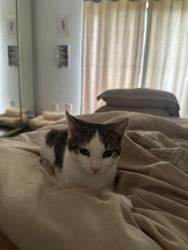 Found/Stray Male Cat last seen Near grge Dump between the two building , Fort Myers, FL 33901