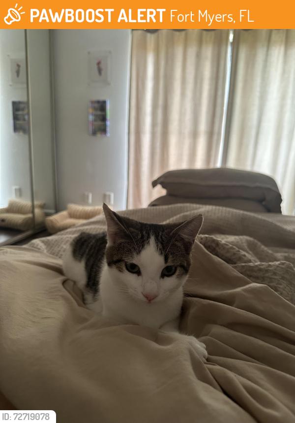 Found/Stray Male Cat last seen Near grge Dump between the two building , Fort Myers, FL 33901