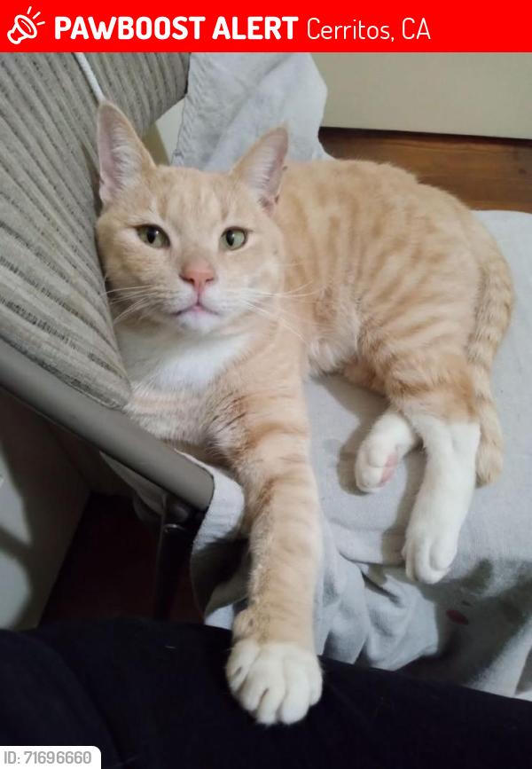Lost Male Cat last seen 166th and Gridley Rd, Cerritos, CA 90703