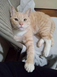 Lost Male Cat last seen 166th and Gridley Rd, Cerritos, CA 90703