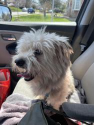 Found/Stray Male Dog last seen David Drive and Charles Drive, Havertown, Havertown, PA 19083