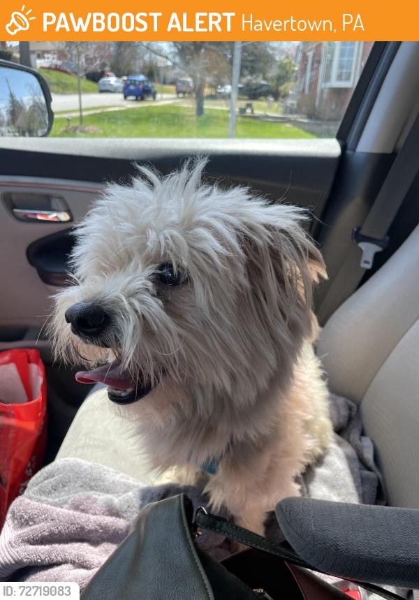 Found/Stray Male Dog last seen David Drive and Charles Drive, Havertown, Havertown, PA 19083