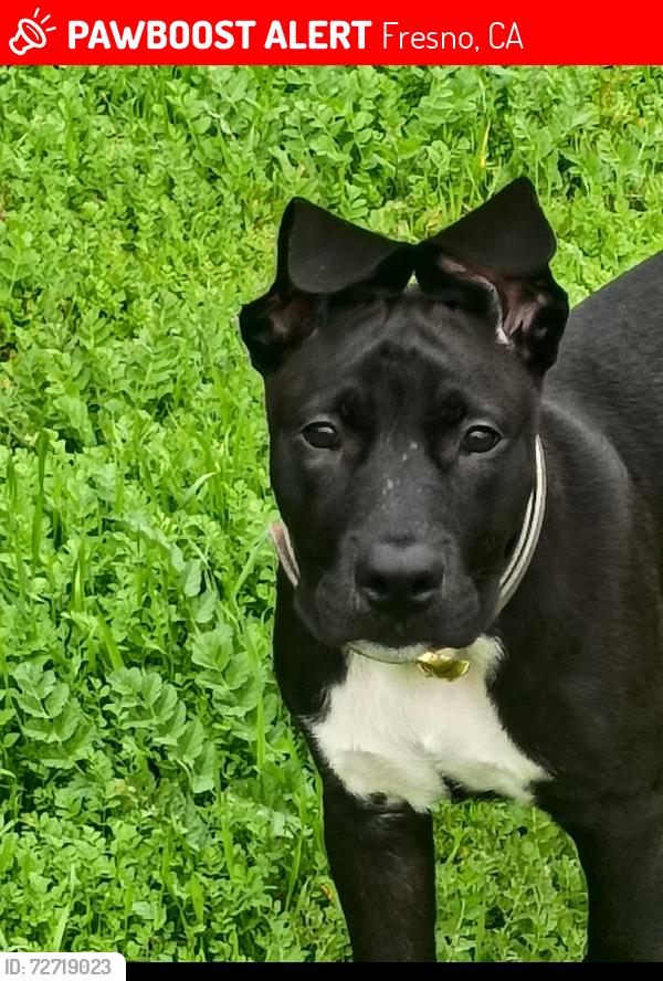 Lost Male Dog last seen Glenn ave & Divisadero st, Fresno, CA 93701