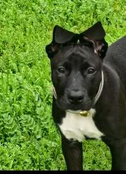Lost Male Dog last seen Glenn ave & Divisadero st, Fresno, CA 93701