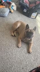 Lost Male Dog last seen Near tarpon springs dr fort worth tx 76123, Fort Worth, TX 76123