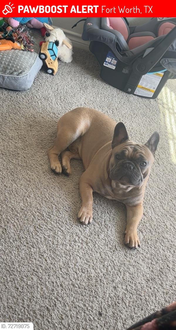 Lost Male Dog last seen Near tarpon springs dr fort worth tx 76123, Fort Worth, TX 76123