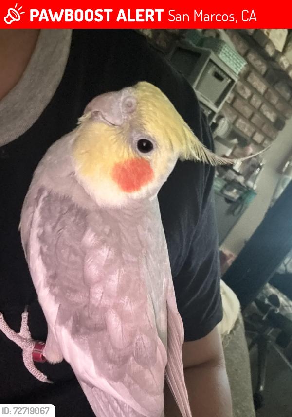 Lost Male Bird last seen Charlotte Dr and Carlann Dr San Marcos CA, San Marcos, CA 92069