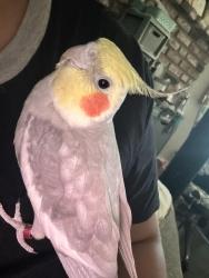 Lost Male Bird last seen Charlotte Dr and Carlann Dr San Marcos CA, San Marcos, CA 92069