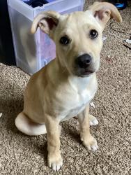 Lost Male Dog last seen Chico CA 95928, Chico, CA 95928