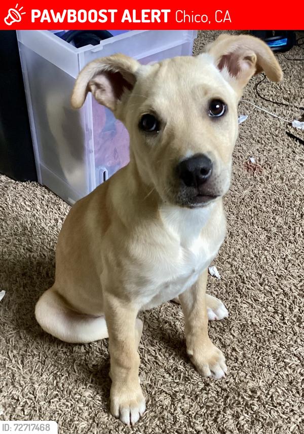 Lost Male Dog last seen Chico CA 95928, Chico, CA 95928