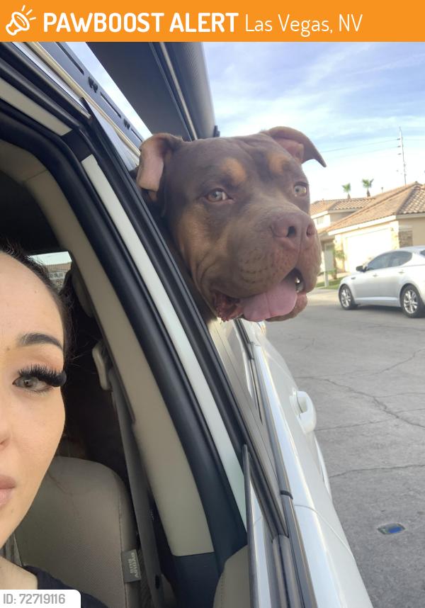 Found/Stray Male Dog last seen Buckskin and Lingo , Las Vegas, NV 89129