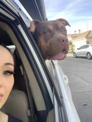Found/Stray Male Dog last seen Buckskin and Lingo , Las Vegas, NV 89129