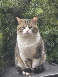 Reunited Female Cat last seen PlumGrove Rd and Greenbriar Ln, Schaumburg, IL 60172