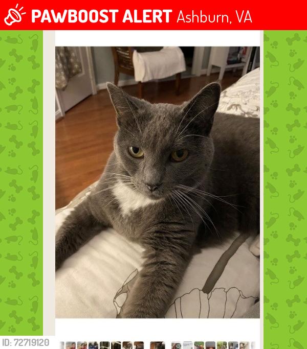 Lost Female Cat last seen Waxpool Road, Ashburn, VA 20147