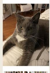 Lost Female Cat last seen Waxpool Road, Ashburn, VA 20147