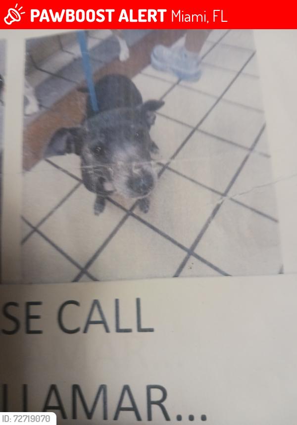 Lost Female Dog last seen SW 32 Court and 27th Terrace, Miami, FL, Miami, FL 33133