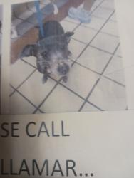 Lost Female Dog last seen SW 32 Court and 27th Terrace, Miami, FL, Miami, FL 33133