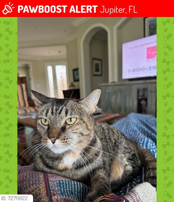 Lost Female Cat last seen Tresana Blvd and Cortona in Jupiter Country Club , Jupiter, FL 33478