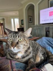 Lost Female Cat last seen Tresana Blvd and Cortona in Jupiter Country Club , Jupiter, FL 33478