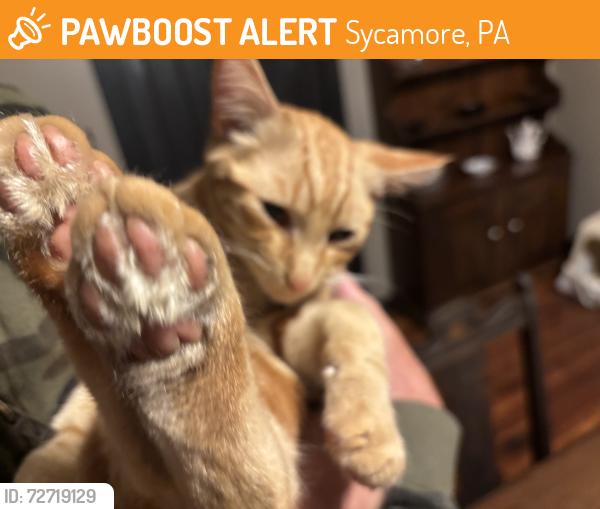 Found/Stray Male Cat last seen West Union, Sycamore, PA 15364