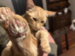 Found/Stray Male Cat last seen West Union, Sycamore, PA 15364