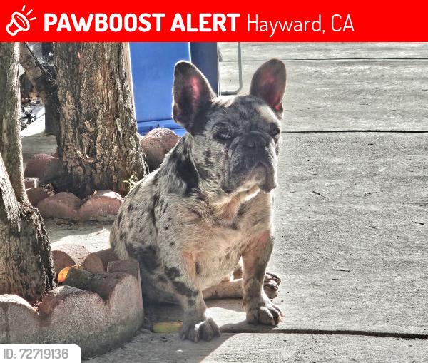 Lost Male Dog last seen Morningside dr, Hayward, CA 94545