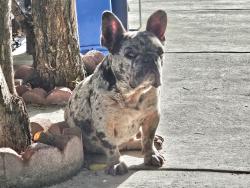 Lost Male Dog last seen Morningside dr, Hayward, CA 94545