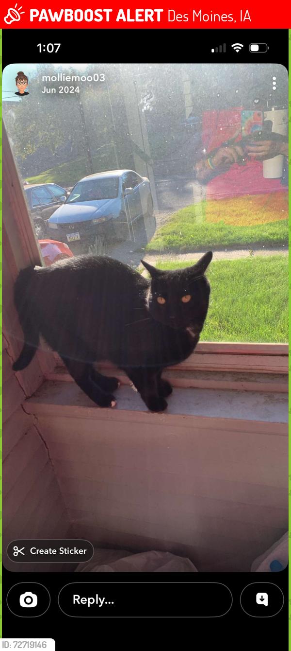 Lost Male Cat last seen E 9th and hull, Des Moines, IA 50316