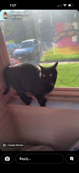 Lost Male Cat last seen E 9th and hull, Des Moines, IA 50316