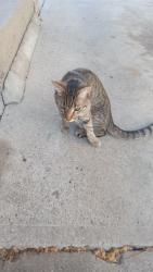 Found/Stray Unknown Cat last seen Groesbeck Road, Cincinnati, OH 45224