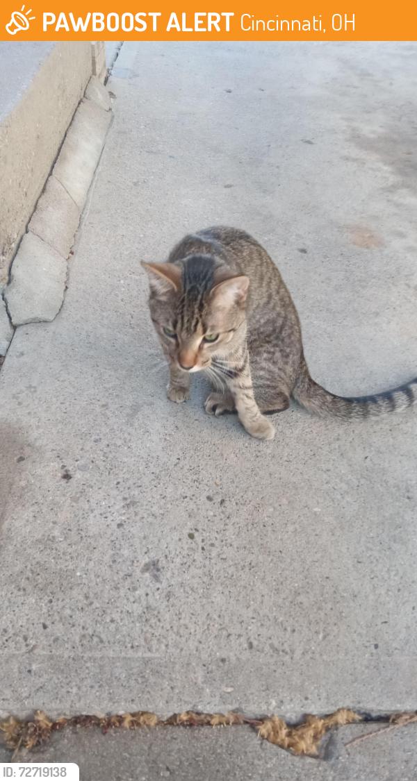 Found/Stray Unknown Cat last seen Groesbeck Road, Cincinnati, OH 45224