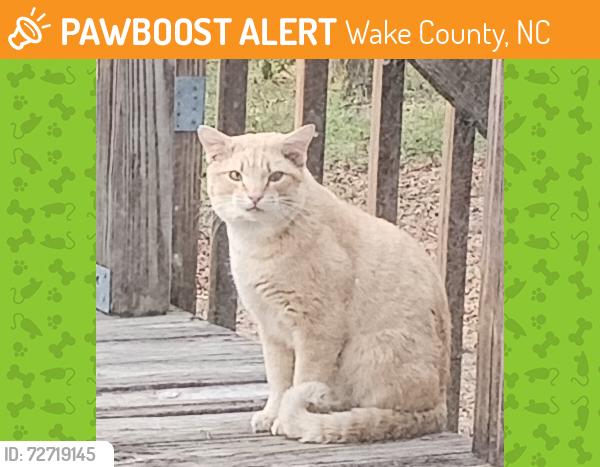 Found/Stray Male Cat last seen Longridge Dr., Wake County, NC 27603