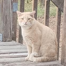 Found/Stray Male Cat last seen Longridge Dr., Wake County, NC 27603