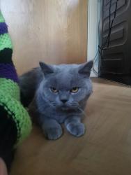 Found/Stray Unknown Cat last seen Near Asda, Blackburn with Darwen, England BB2