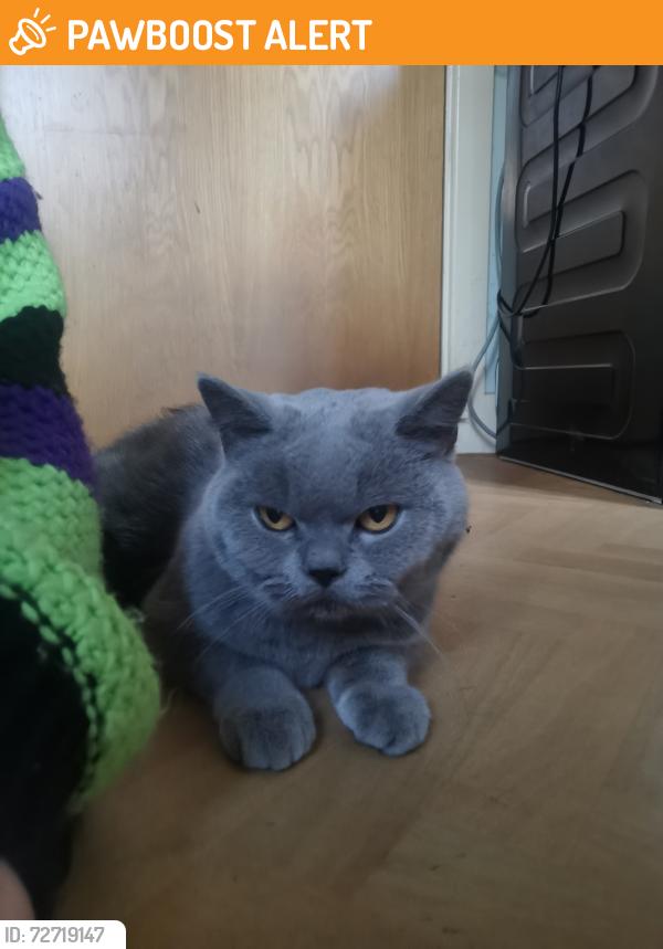 Found/Stray Unknown Cat last seen Near Asda, Blackburn with Darwen, England BB2