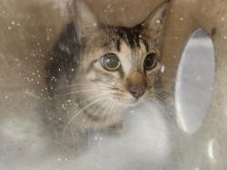 Shelter Stray Female Cat last seen , Los Angeles, CA 90025