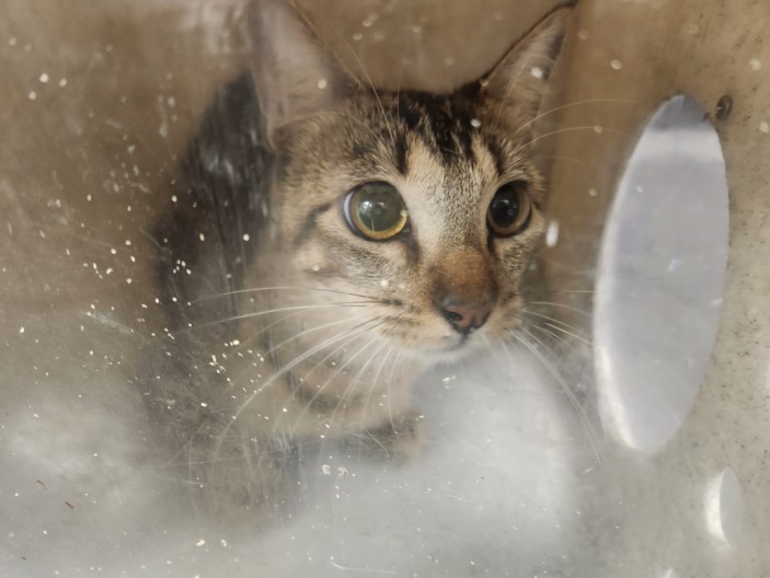 Shelter Stray Female Cat last seen , Los Angeles, CA 90025