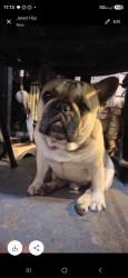 Lost Male Dog last seen Washington blvd and Norwood Street , Los Angeles, CA 90007