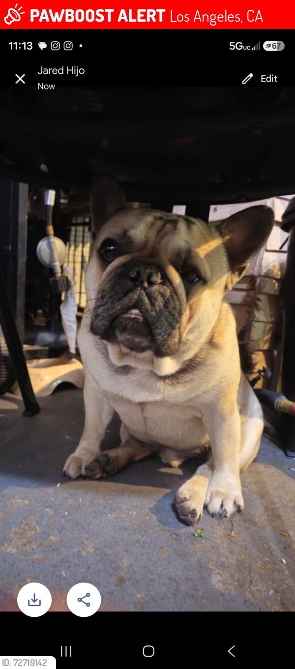 Lost Male Dog last seen Washington blvd and Norwood Street , Los Angeles, CA 90007