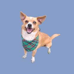 Shelter Stray Male Dog last seen Near BLOCK DOUGLAS ST, BAKERSFIELD CA 93308, Bakersfield, CA 93308