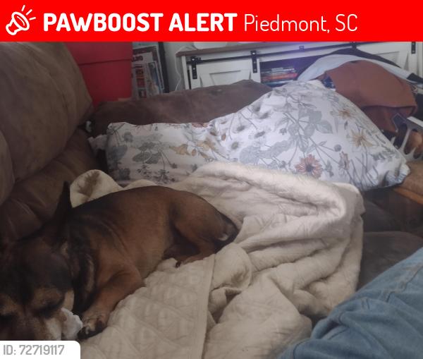 Lost Male Dog last seen Old Piedmont hwy Piedmont s.c., Piedmont, SC 29673