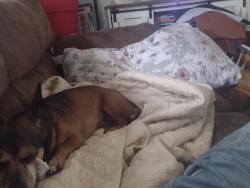 Lost Male Dog last seen Old Piedmont hwy Piedmont s.c., Piedmont, SC 29673