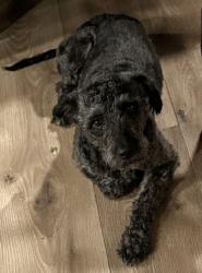 Lost Male Dog last seen Redditt rd or inside Mai Tai Village, Orlando, FL 32822